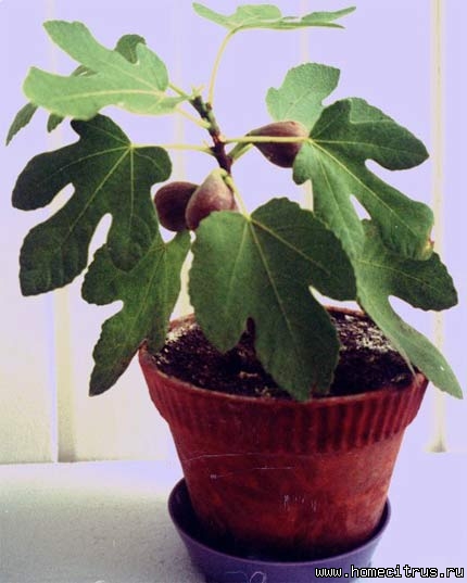 Інжир Ficus carica   Шовковиці (Moraceae)    Опис