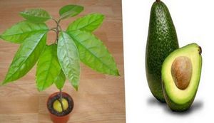 Прекрасним екзотичним словом авокадо називають вічнозелене дерево сімейства Лаврові