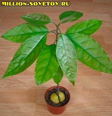Вирощувати авокадо можна не тільки в лісах південної Америки, але і в квартирі