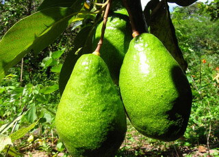 Розглянемо докладніше, як доглядати за авокадо при вирощуванні у відкритому грунті в південних регіонах нашої країни
