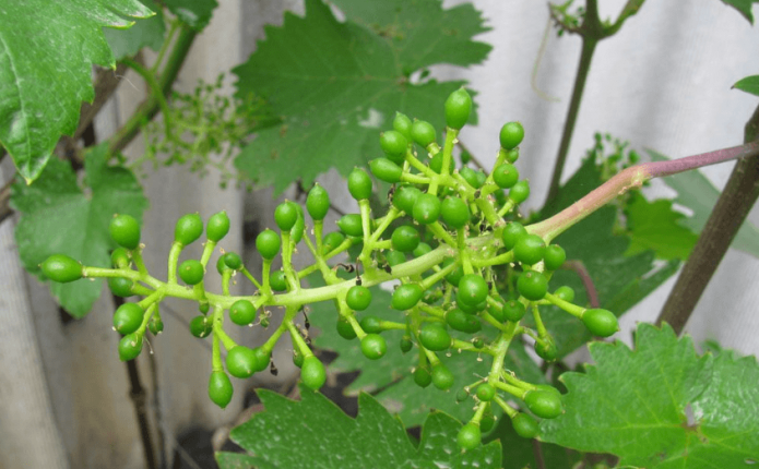 Виноград поливають і в серпні, якщо це пізній сорт і дозрівання врожаю припадає на вересень-жовтень
