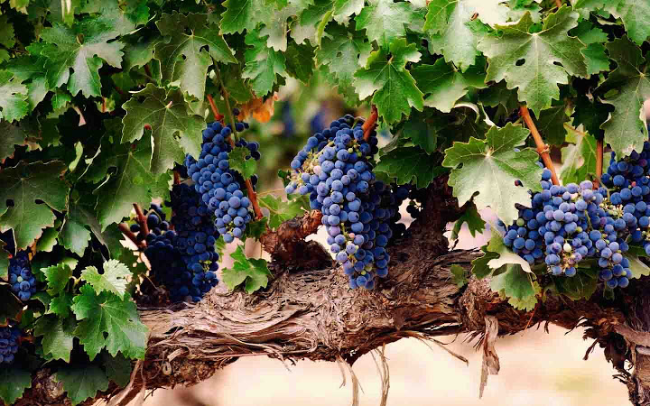Навесні і восени проводиться   обрізка винограду   , А на зиму його краще вкривати, щоб уникнути промерзання