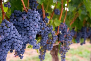 Поділ вин відбувається за їх якістю, кольором, змістом спирту і цукру, використанню тих чи інших   сортів лози