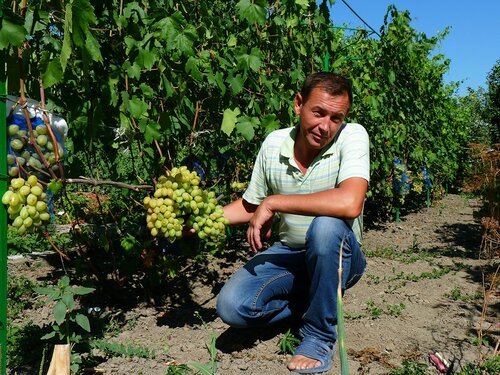 Перший раз на винограднику жителя Новокубанська Володимира Олександровича Рембо ми були в травні, коли виноград ще ріс і цвів