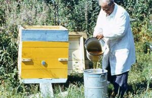 У кормових запасах бджолиного гнізда якісний мед повинен становити не менше 15 кг на бджолину сім'ю
