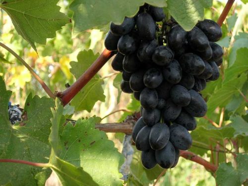 Догляд за виноградом Кодрянка і його обрізка