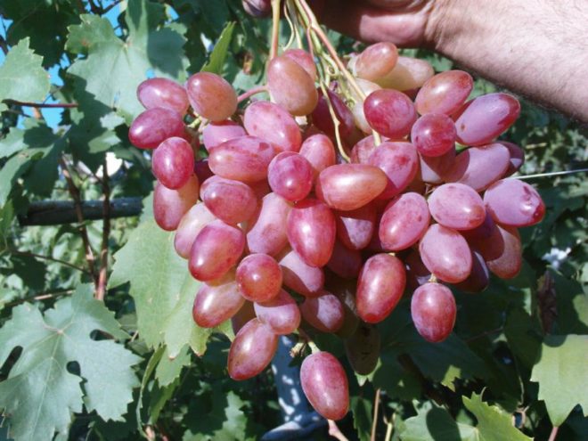 Рожеві сорти винограду користуються особливою пошаною у виноробній сфері завдяки своїм смаковим якостям, цим вони вирізняються з-поміж усіх технічних різновидів ягоди, на думку професійних виноробів