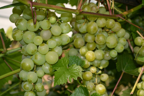 Виноград в Удмуртії, фото