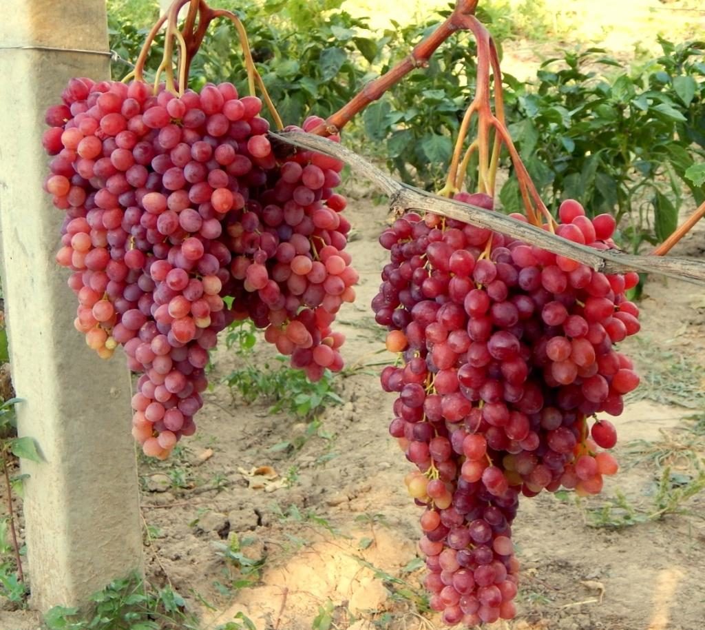 Виноград Велес - перспективний сорт, небезпідставно названий на честь Бога родючості