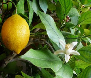 А якщо докласти зусиль і дочекатися плодів, то задоволення від кожного вирощеного своїми руками лимончика буде подвійним