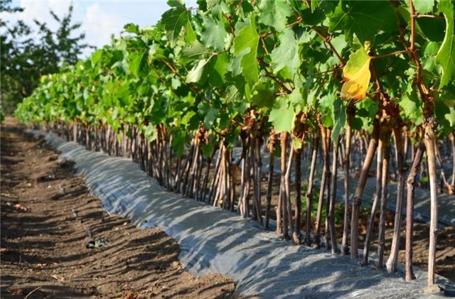Технологія вирощування саджанців винограду   Вирощування виноградних саджанців справа відповідальна