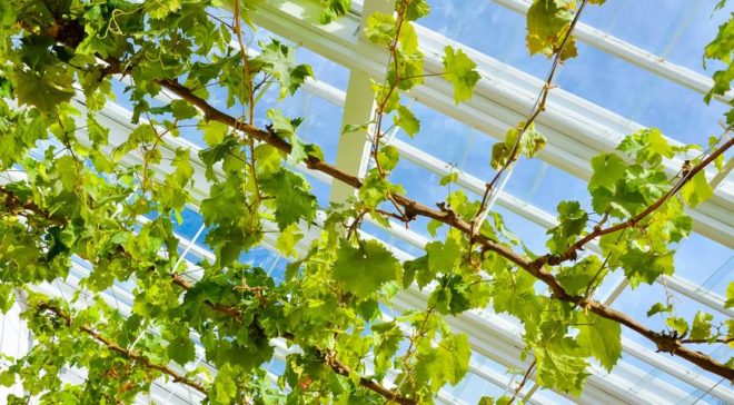 Вирощування винограду в тепличних умовах ідеально підходить для дачників, які проживають в таких регіонах, як Поволжі, Урал і Сибір