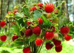 Багато садівники вирощують на своїх ділянках   полуницю   , Червоні ягоди якої люблять дорослі і діти, проте   суниця   , «Лісова сестра» полуниці, не частий гість   садів