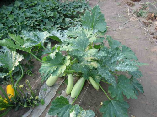 Урожайність з однієї рослини - до 15 кг