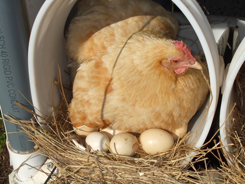 Під птицю великих порід можна підкласти 17 яєць