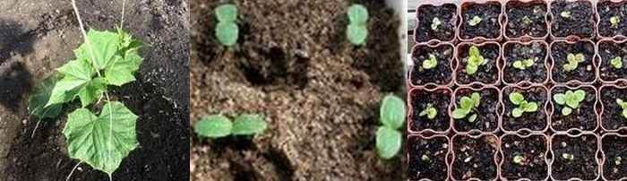 Садять так: в стаканчик встромляють насіннячко на глибину 2 см, далі накривають вологим шматком тканини, щоб не пересушувати землю в склянці