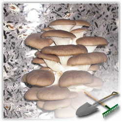 Мало хто з дачників хоча б раз не чув про можливість   вирощувати гриби на дачі