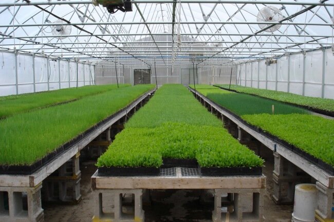 Домашня теплиця для вирощування зелені цілий рік - це ефективний засіб забезпечення всіма необхідними вітамінами