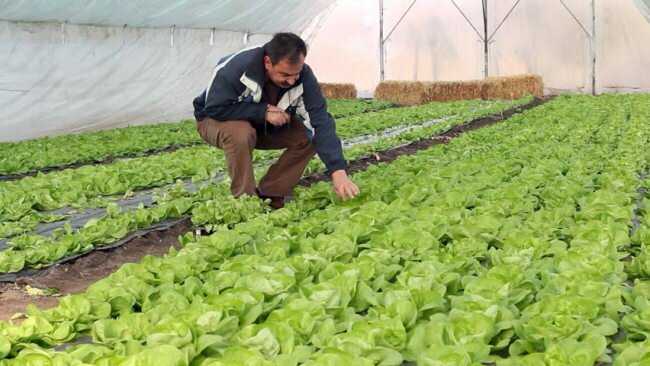 Вирощування салату в теплиці взимку на продаж - економічно вигідна справа, успіх якого залежить тільки від ваших знань і старань