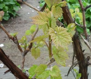 У червні, а в північних районах в липні на винограді починається інтенсивний ріст пагонів другого порядку