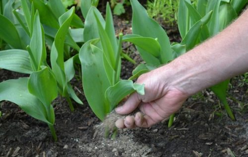 Після закінчення цвітіння тюльпанів не можна повністю забувати про рослину: воно потребує додаткової підгодівлі калійно-фосфорними добривами і регулярному, поступово уменьшающемся в обсязі, поливі ще пару тижнів