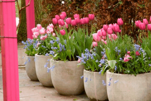 Особливо ніжно і оригінально виглядають тюльпани в садових вазонах і химерних горщиках