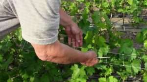 Посадка і вирощування винограду на дачі