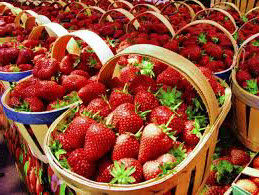 Варто сказати, що бізнес на вирощуванні полуниці в теплиці проходить без ризику для справи, на відміну від вирощування ягоди у відкритому грунті