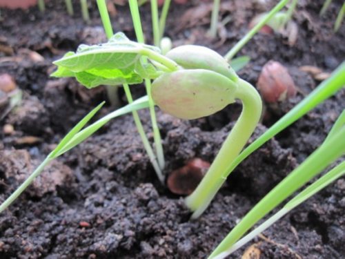 Садити в грунт можна як сухі, так і замочені насіння