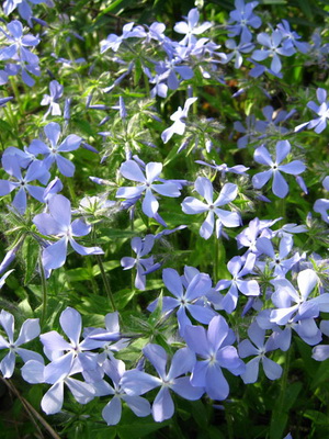 Подивіться на фото цього виду флокса - квітки його мають блакитний відтінок, запашні, зібрані в напівкулясті суцвіття: