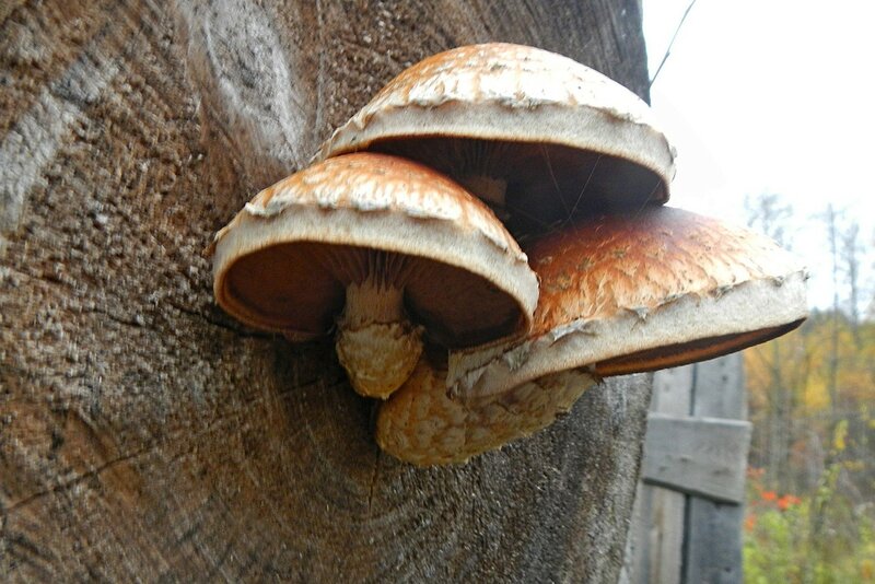 Свою назву гриби-чешуйчатка одержали за характерну «луската вбрання» свого плодового тіла у вигляді безлічі дрібних лусочок, повністю покривають капелюшок і ніжку плода