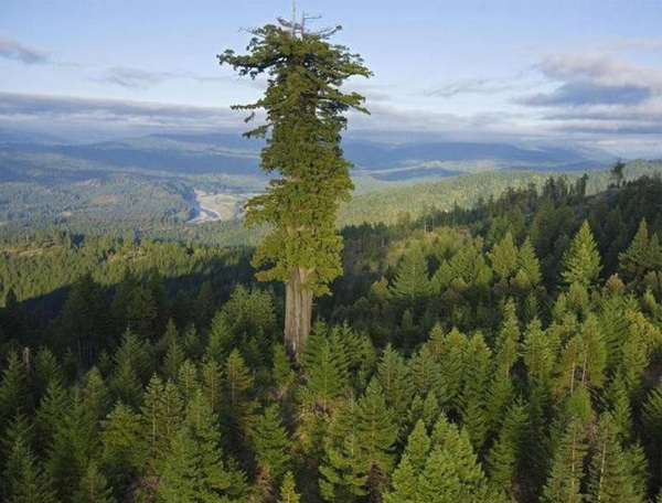 Дерево Мендосино - 112,20 м, Монтгомері Вудс, штат Каліфорнія, Сполучені Штати
