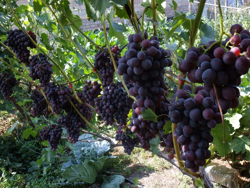 Ті, хто займається виноградом багато років відзначають, що в цій справі немає незначних або неважливих робіт