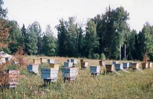 Переселяють бджіл з ящиків в вулики при необхідності розширення гнізда