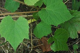 Виноград амурський   наукова класифікація   Міжнародне наукове назву   Vitis amurensis   Rupr