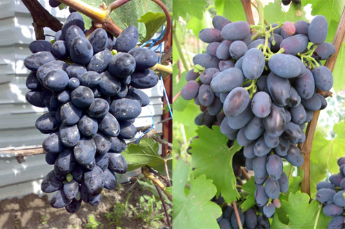 Кодрянка виноград: опис