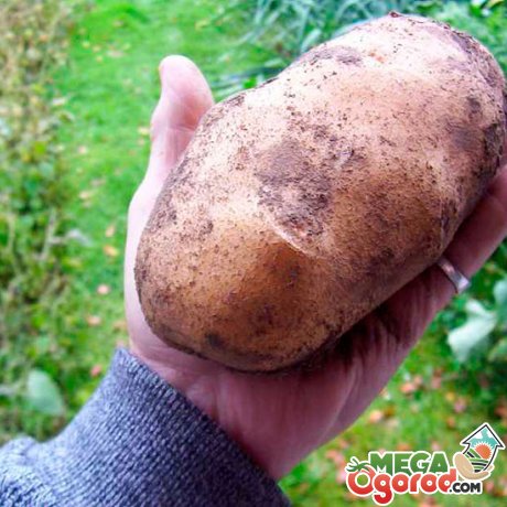 Картопля: кращі сорти для вирощування