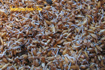 Пророщені зерно дуже корисно для тварин, особливо в період розмноження, так як містить багато вітаміну Е