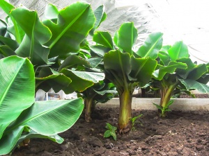 Існує безліч вирощуваних сортів бананів, які можна вживати в їжу або використовувати як   декоративна рослина