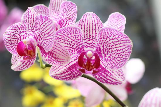 Орхідея з В'єтнаму: опис