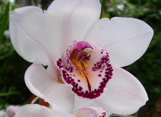 Посадка в'єтнамської орхідеї