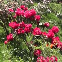 Квітка рододендрон або азалія садові вирощується у відкритому грунті це, як коштовність серед біжутерії