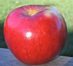 яблука   ростуть у нас по всій країні, крім, звичайно, північних районів