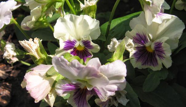 Чарівна віола (Viola) - трав'яниста   дворічна рослина   з великими квітками різноманітного забарвлення і темною плямою