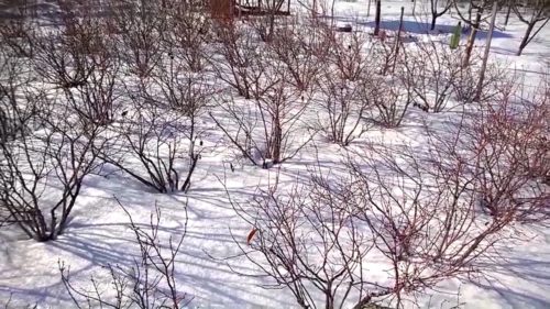 Навіть злегка підмерзлі пагони лохини навесні швидко відновлюються і активно плодоносять