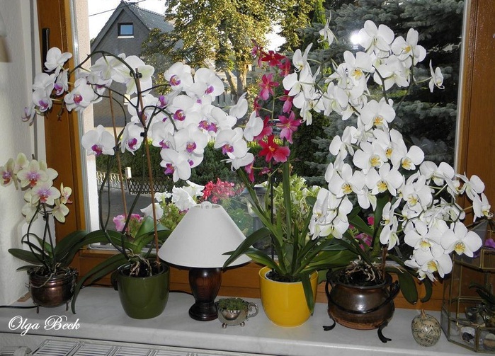 Найулюбленіші кімнатні рослини в Німеччині - це орхідеї Phalaenopsis