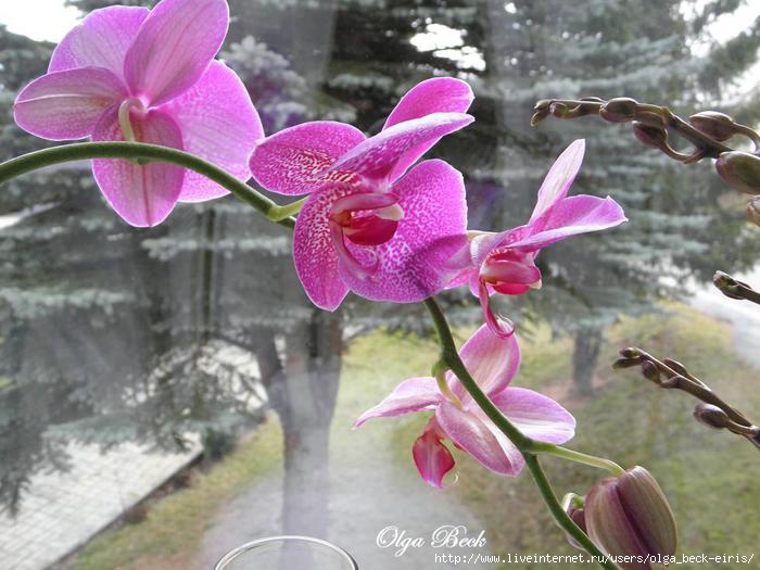 Минуло чимало часу, перш ніж я зрозуміла, що за орхідеями потрібен інший догляд, ніж за звичайними квітами