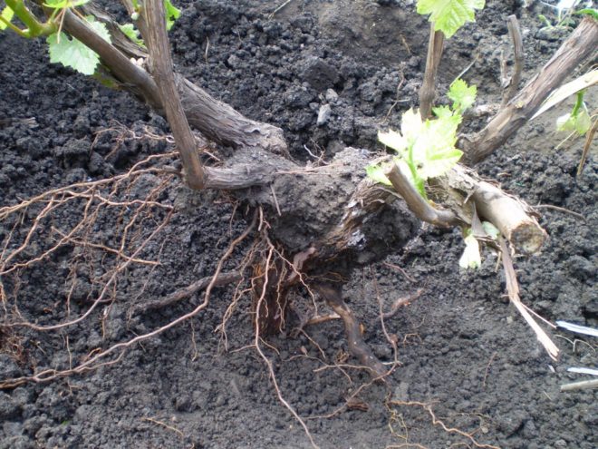 Зараз все більше садівників-любителів практикують вирощування виноградної лози на своїх ділянках