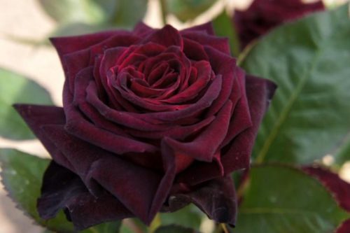 Неймовірно приваблива і розкішна троянда, улюблениця багатьох квітникарів, по праву вважається королевою квітів