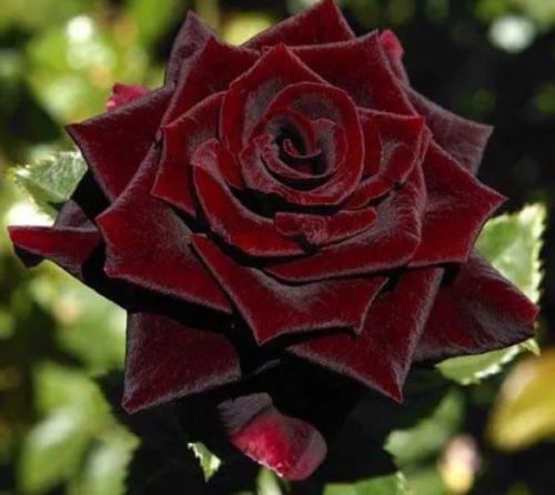 Роза Чорний принц: фото